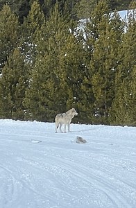 Family Snowmobiling in Yellowstone National Park with TwoTop: The Old Faithful Snowmobile Tour — No Bedtimes, No Borders: A Family Travel Blog