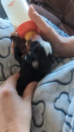 Newborn Bernese Mountain Dog Puppy Bottle Feeding #bernesemountaindog #newbornpuppy