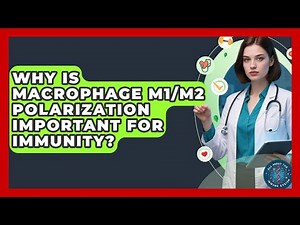 Why Is Macrophage M1/M2 Polarization Important For Immunity? - All About the Immune System