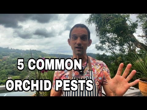 How to identify and treat Most common Orchid Pests