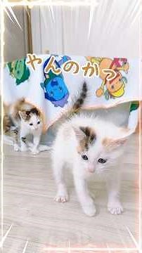子猫のミルクと離乳食｜最後は警戒ポーズ？今を全力で生きる子猫たち【保護猫生活】