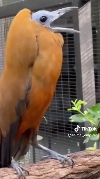 Explore the Amazing Sounds of Nature's Creatures