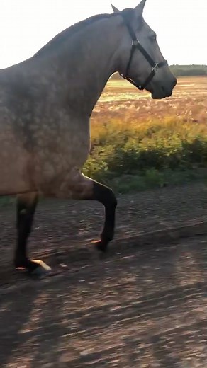 We tried something new today❤️ #equestrian #horse #buckskin #quarterhorse #liberty