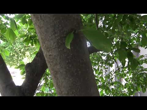 Identifying magnolia