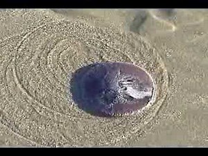 Time Lapse of a Sand Dollar at Pismo Beach California