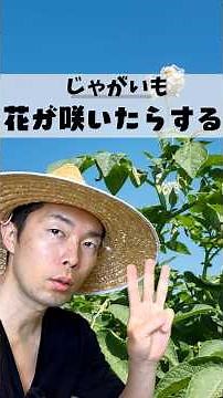 じゃがいもの花が咲いたら見逃さないで！収穫量が変わる #家庭菜園 #じゃがいも #家庭菜園初心者