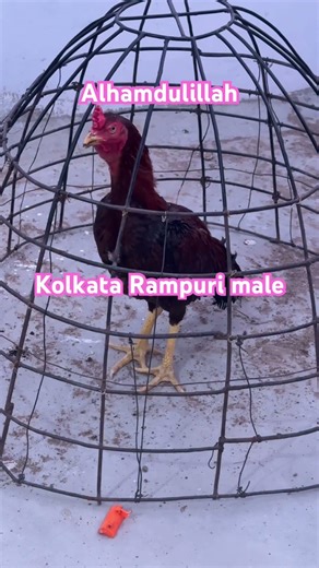 Kolkata Rampuri Male #birds #viral #trending