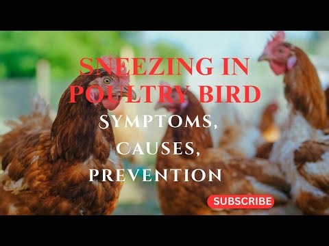 SNEEZING IN POULTRY BIRD 🐔🐔 🤧🤧🤧.
