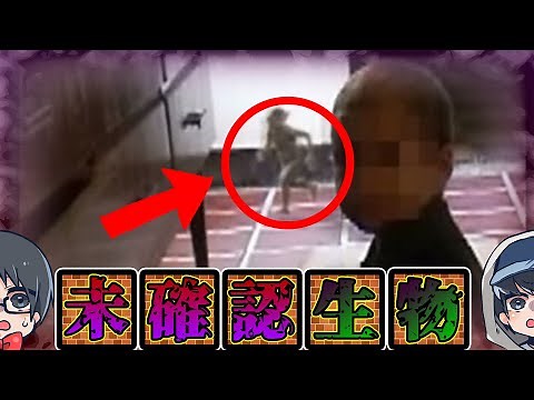 日本の未確認生物UMA 4選【2020最新】【都市伝説】