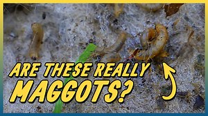 10M views · 1K reactions | Maggot Infested Rug | Incredible Transformation (short version) (No music) For thoes of you who want shorter videos with no music. Hope you enjoy | Mountain Rug Cleaning | Facebook
