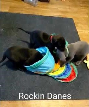 AKC Champion Great Dane Pups! 4 weeks old! #cutepuppies #puppy #cutepuppy #cuteanimal #puppy #tiktok