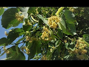 Linden Tree Flower Tea and Nourishing Infusion