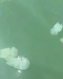 8.1K views · 82 reactions | Watch out swimmers! 諒 Stinger season has well and truly kicked off, with thousands of white 'blubber' jellyfish spotted in waters off Yamba. Blubber stings can cause minor skin irritations, with casualties urged to wash the affected area with sea water – not freshwater – before placing in hot water and seeking medical aid if conditions worsen. #9News | WATCH LIVE 6pm | 9 News | Facebook