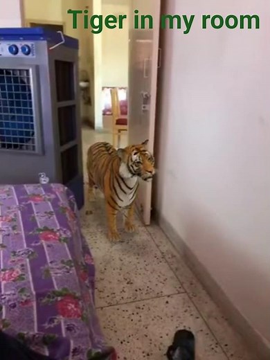 Tiger in house roaring attack , tiger , house , tiger in home.