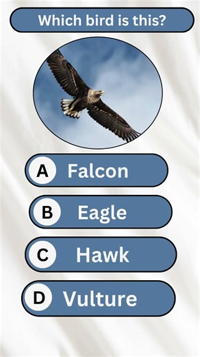 Can You Identify This Bird? 🦅 | Bird Quiz #Shorts #quiz #facts #birdfacts #eagle #birds #viral