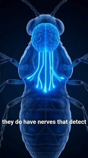 Do Insects Feel Pain? 😳 The Answer Will Shock You!