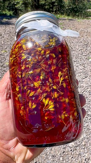 St. John’s Wort Plant Medicine 🌿•On today’s episode we discuss St. John’s Wort plant medicine. St. John’s Wort is a plant medicine that treats the nervous system. ADHD, Anxiety, Depression, etc.. •It’s better to be a warrior in a garden than to be a gardener in a war. 🌱🥷•#modern #rural #civilian #selfsufficient #off-grid #sustainableliving #rootcellar #switch-grid #strawbale #foodprodution #foodpreservation #beekeeping #rampump #homestead #waterislife #bushcraft #fatwood #apothecary #prepared