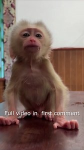 Baby Monkey Eyes Blessing Dramatic For His Mommy29 Full video Please Check First Comment ! | Monkey Wild