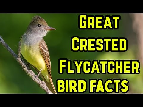Great Crested Flycatcher – Identification, Behavior & Habitat | Documentary