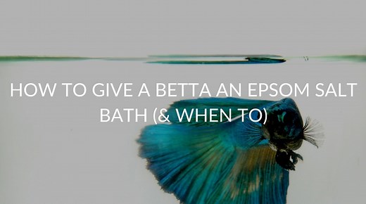 How To Give A Betta An Epsom Salt Bath (& When To)
