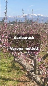 Virágzás az olaszországi ültetvényekben