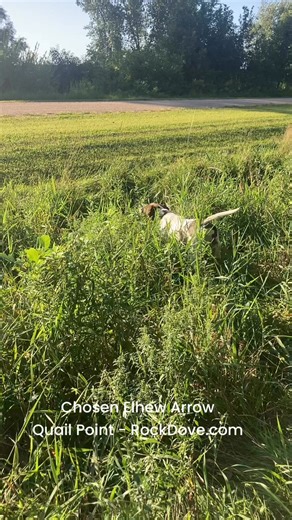 American-bred English Pointer Chosen Elhew Arrow. RockDove.com | Tom Rakow