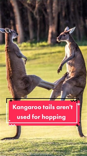 Kangaroo Tail Functions and Myths Debunked