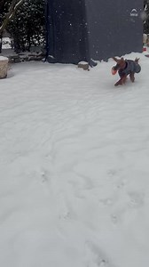 This is Rosie the Irish Setter frolicking in the snow! Thanks to Glenn from Valhalla for sending it to us. See all of our winter storm coverage here >> https://cbsloc.al/49WayZY | CBS New York