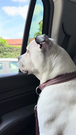 Gigi Spots Another Dog From the Back Seat While Running Errands | Cute Dog POV