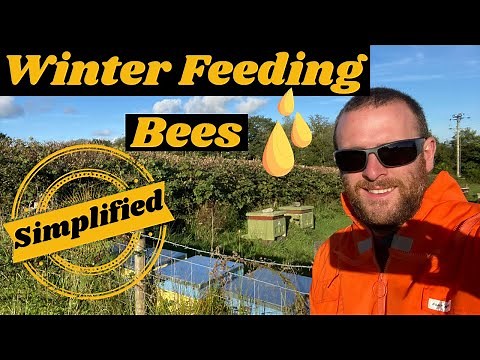 Feeding Bees For Winter The Simple Way!