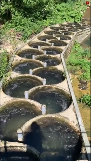 Why Engineers Built Stairs in a River (Fish Ladder Explained)#facts #ytshorts #trending