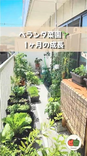 ベランダ菜園😊1ヶ月の成長🌱 #ベランダ菜園 #家庭菜園 #自給自足 #プランター栽培 #野菜栽培
