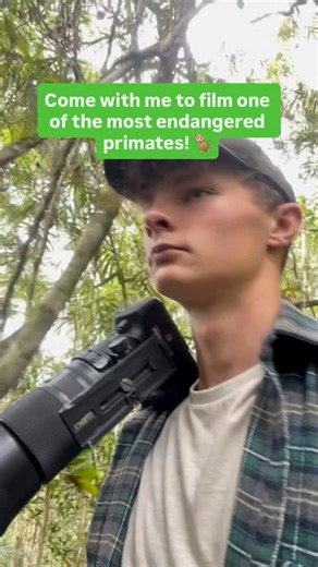 2.4K views · 228 reactions | Meet the critically endangered indri! I...