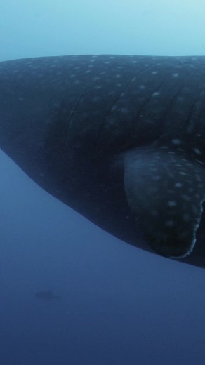 43K views · 1.9K reactions | The collection of spots and stripes on a whale shark is unique to the individual, just like fingerprints. Video by Kip Evans from the Galápagos Islands Hope Spot #HopeSpots | Mission Blue | Facebook