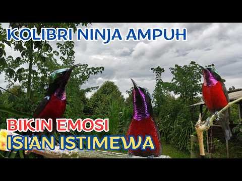 Kolibri Ninja Gacor Cocok Masteran Kolibri Lain