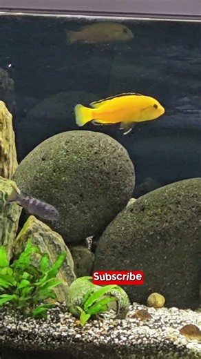 Wunderschöne Cichliden beim Schwimmen 🐟✨Beautiful cichlids swimming 🐟✨