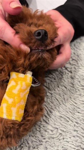 This baby’s adult teeth grew in before losing the baby teeth #babyteeth #fypシ #vetmed #trending #vetnaturally