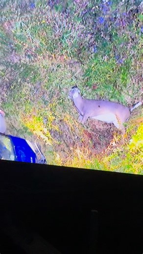 Willoughby Dog and Drone Deer Tracking on Instagram: "Congratulations to this hunter on an unbelievable find! This buck made it over 350 yards even after a great shot — what a wild track and an even better recovery! 歷 #BuckDown #DeerTracking #huntingsuccess"