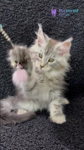 Adopt Adam: The Majestic Maine Coon Kitten 🐾 Black Silver Tabby with Snowshoe Paws! #MaineCoon