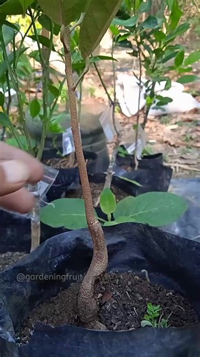 propagation durian tree by grafting & gardening tips #duriantree #fruitgarden | GardeningFruit