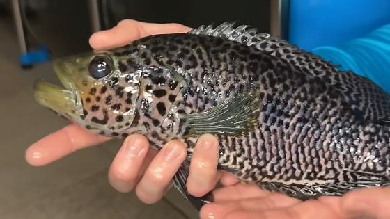 Found an abandoned pet shop