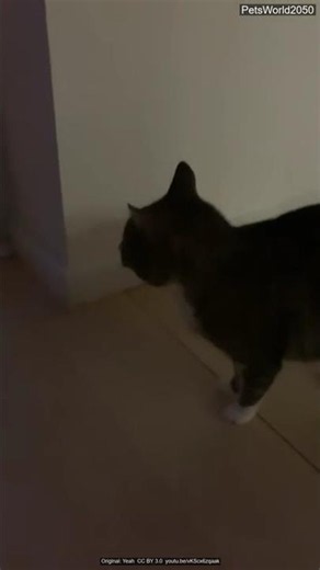 Cat yowling, cat screaming, yowling cat 🐾 | PetsWorld2050