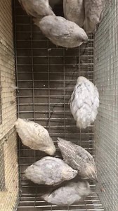 Don’t miss out Look at what we have being auctioned right now in quail & supply auction Facebook page! It is going on until 5pm!!!! HURRY AND JOIN! | Myshire Farm Quality Quail
