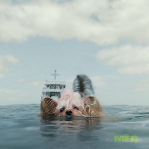 Whose side are you on - The Meg or Pippin? Go see #TheMeg - NOW PLAYING in cinemas & IMAX nationwide! | Warner Bros. Pictures