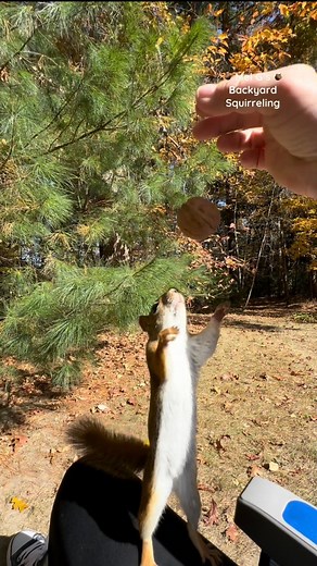 Squirrels catch walnuts!!😯 #squirrelwhisperer #amazing #squirrelcatch #squirrel #catch #squirrelfriends #backyardwildlife #connectwithnature #melgsbackyard #melgsbackyardsquirreling | Melanie Getchell
