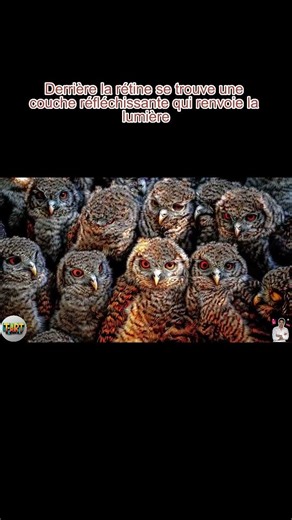 Discovering the ultra-sensitive eyes that allow owls to see in the dark 2