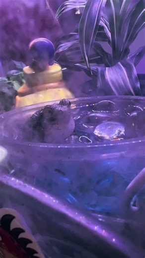 Tree frogs sound Crazy 🤣