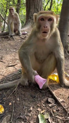 Primate Viral on Reels