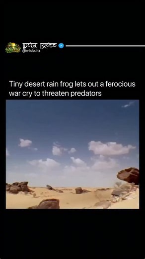 Wild Bitz | The desert rain frog also called Breviceps macrops is a tiny frog. It lives in the sandy deserts of Namibia and South Africa where it digs... | Instagram