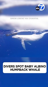 71K views · 1.6K reactions | INCREDIBLE ENCOUNTER! Divers off the coast of Tonga encountered a rare “fully white humpback baby whale” with its mother.  | ABC7 | Facebook